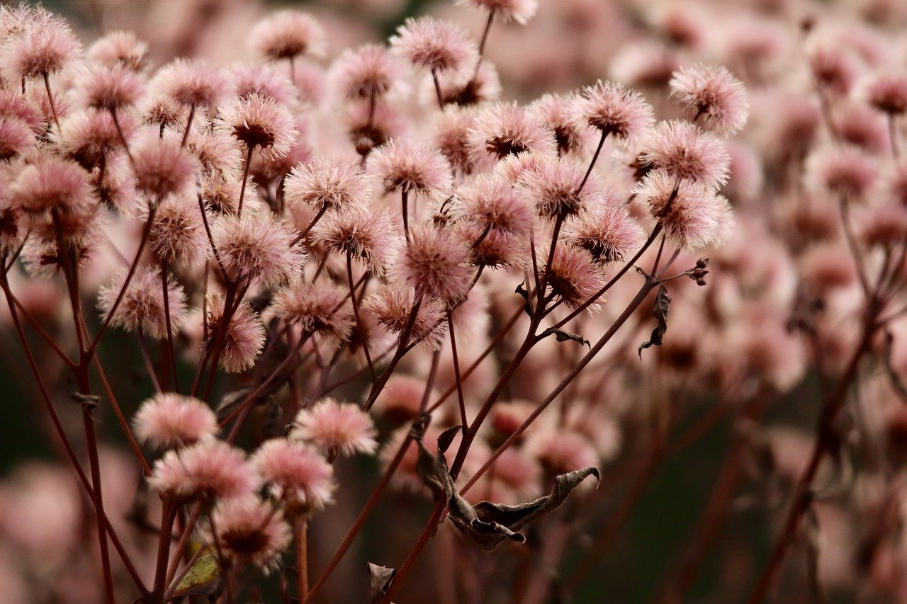 梅花app视频详情下载教程路径