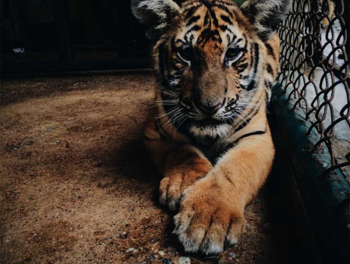 金山云实名账号：临夏商标 注册 代理